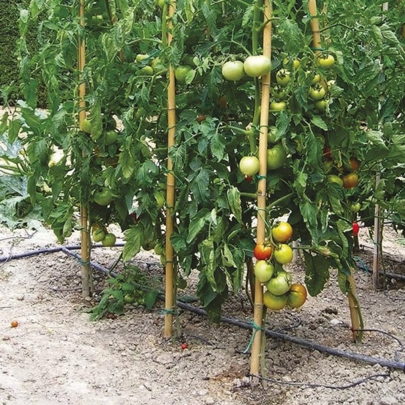 Canna in bambù, lunghezza 240 cm