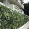 Siepe Sempreverde DOPPIA EDERA 1,5x3 metri