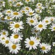 Urban Meadow - mix di semi di fiori di campo Prato Urbano, confezione in alluminio