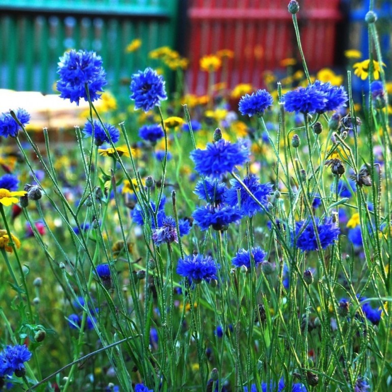 Prato Urbano Seed Balls - Mix di tantissimi fiori di campo di colori misti.  Ideale per la coltivazione in cittﾅ!