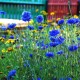 Sky Meadow - mix di semi di fiori di campo Prato Cielo, confezione in alluminio