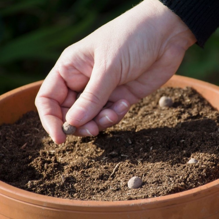 Prato Nuvola Mix Seed balls - Mix di tantissimi fiori di campo di colore bianco. Facilissimo da usare e coltivare