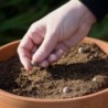 Prato Nuvola Mix Seed balls - Mix di tantissimi fiori di campo di colore bianco. Facilissimo da usare e coltivare