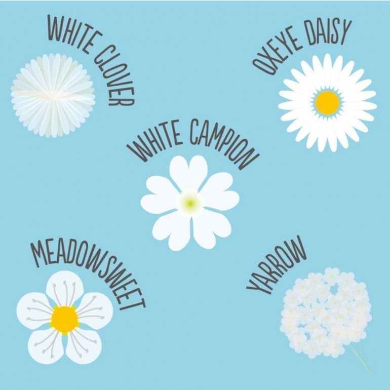 Prato Nuvola Mix Seed balls - Mix di tantissimi fiori di campo di colore bianco. Facilissimo da usare e coltivare