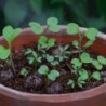 Salad Mix - mix di semi di insalate commestibili, confezione in alluminio