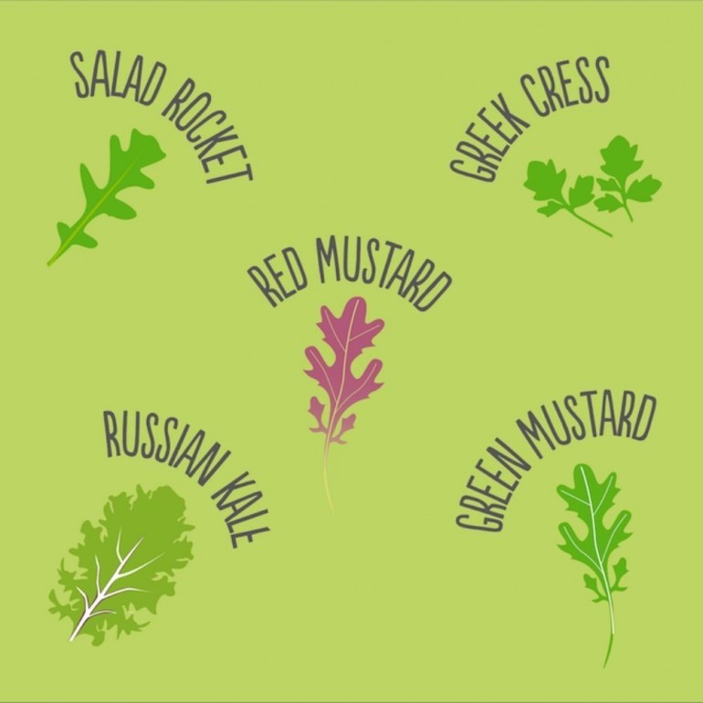 Salad Mix - mix di semi di insalate commestibili, confezione in alluminio