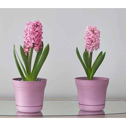 Bloem SP1020 - Vaso per fiori Saturn, 25,4 cm Colore: Tequila Sunrise