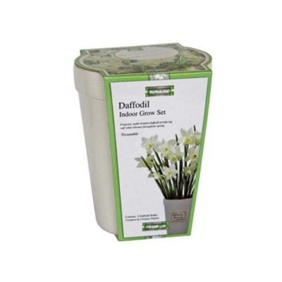 Kit per la coltivazione con bulbi di Narciso Bianco "tresamble", Vaso in ceramica rettangolare e terriccio. 13x13cm h 16cm