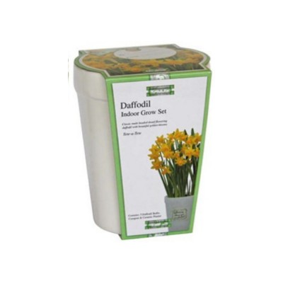 Kit Coltivazione Fiori di Narciso "Tete a Tete" di colore Giallo, con vaso in ceramica, terriccio e bulbi