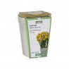 Kit per la coltivazione con bulbi di Narciso Giallo "Tete a Tete", Vaso in ceramica rettangolare e terriccio. 13x13cm h 16cm
