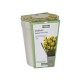Kit Coltivazione Fiori di Narciso "Jetfire" di colore Giallo, con vaso in ceramica, terriccio e bulbi