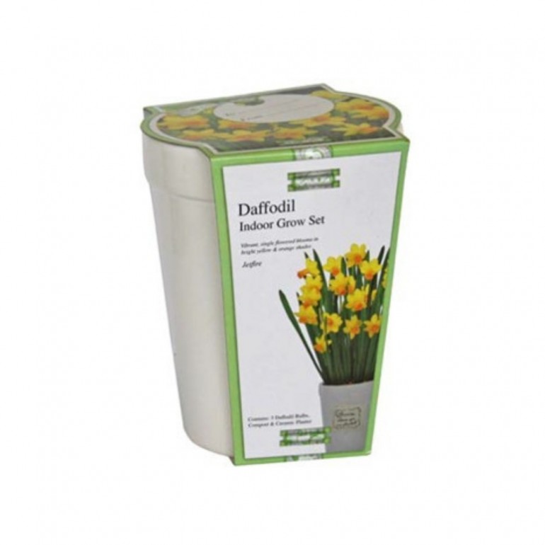 Kit per la coltivazione con bulbi di Narciso Giallo "Jetfire", Vaso in ceramica rettangolare e terriccio. 13x13cm h 16cm