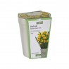 Kit per la coltivazione con bulbi di Narciso Giallo "Jetfire", Vaso in ceramica rettangolare e terriccio. 13x13cm h 16cm