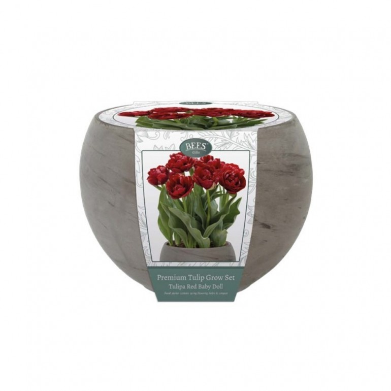 Kit Coltivazione Fiori di Tulipani "Baby Doll" di colore Rosso, con vaso in basalto, terriccio e bulbi