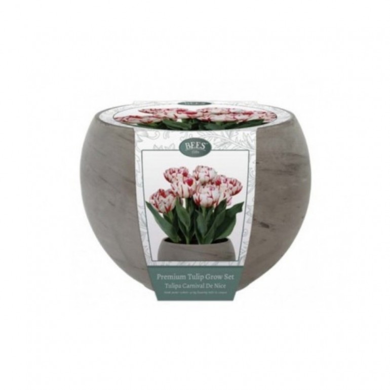 Kit Coltivazione Fiori di Tulipani "Carnival" di colore Bianco con striature rosse, con vaso in basalto, terriccio e bulbi