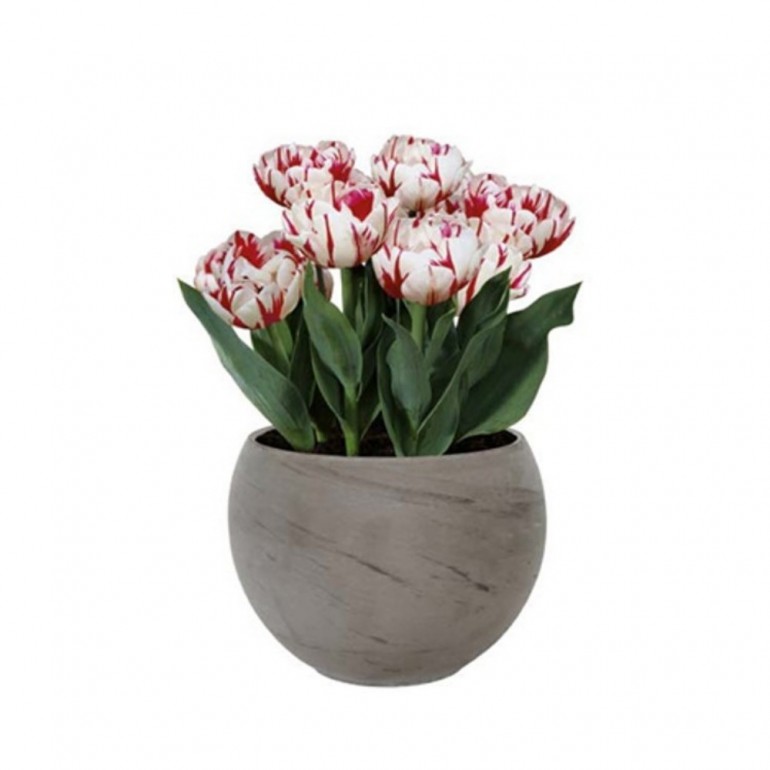 Kit per la coltivazione di Tulipani bianchi striati  tipo ?Carnival?. Incluso terriccio ed un vaso in pietra diametro 22 cm