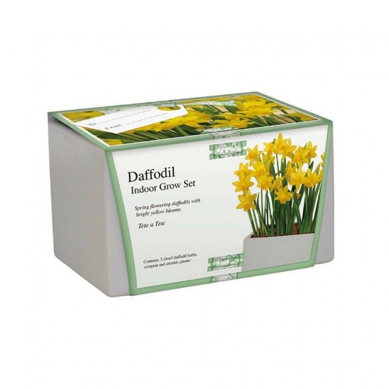 Kit Coltivazione Fiori di Narciso Nano "Tete a Tete" di colore Giallo, con vaso in ceramica, terriccio e bulbi