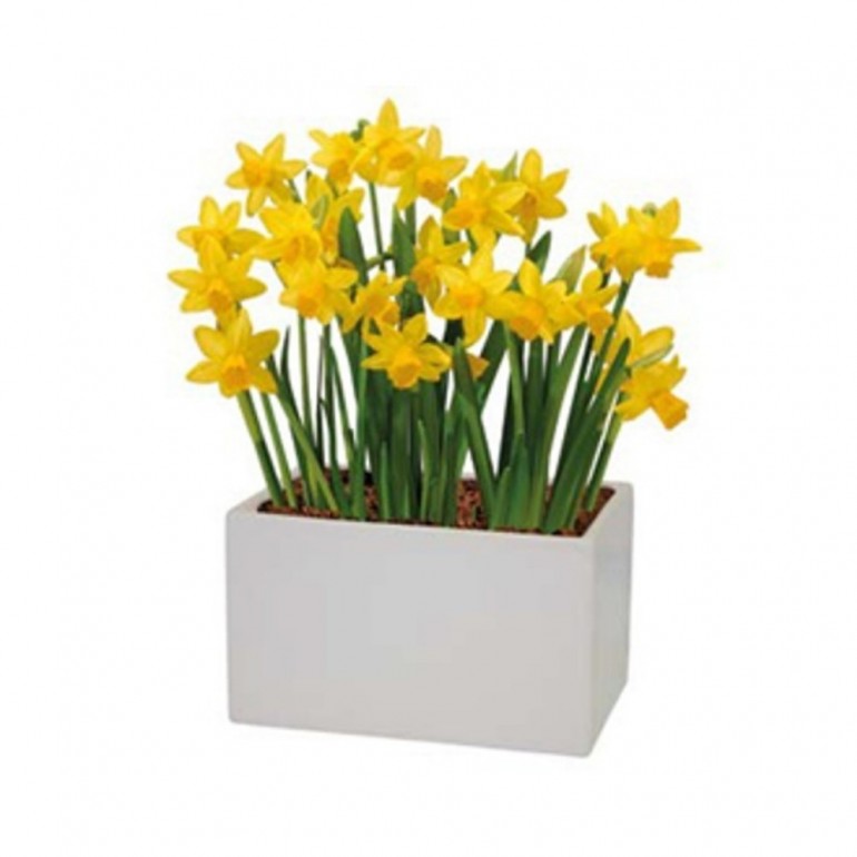 Kit Coltivazione Fiori di Narciso Nano "Tete a Tete" di colore Giallo, con vaso in ceramica, terriccio e bulbi
