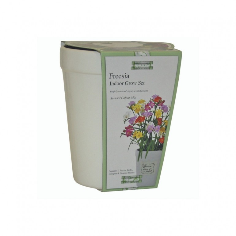Kit Coltivazione Fiori di Fresia con colori misti, con vaso in ceramica, terriccio e semi