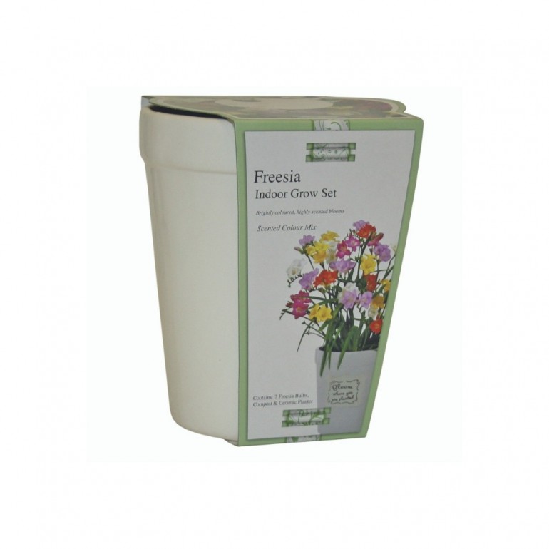 Kit Coltivazione FRESIA a colori misti con vaso in ceramica