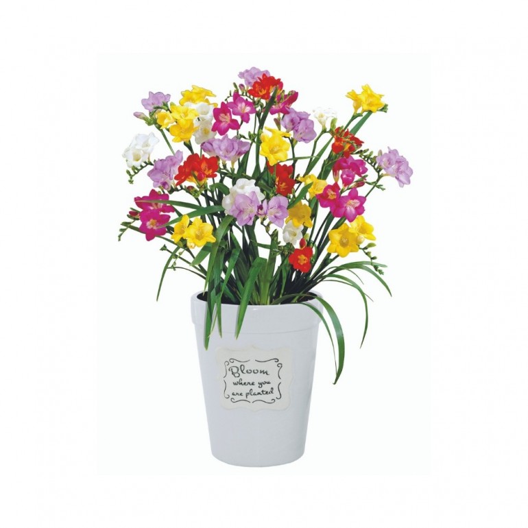 Kit Coltivazione FRESIA a colori misti con vaso in ceramica