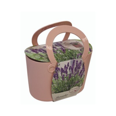 Kit Coltivazione LAVANDA con vaso in plastica di colore ROSA