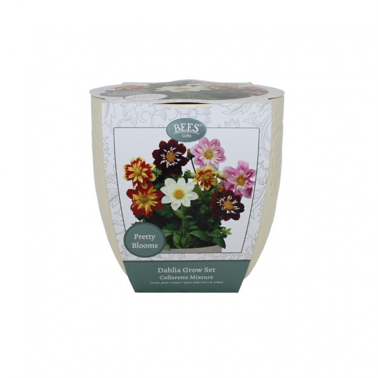 Kit Coltivazione DALIA COLLARETTE