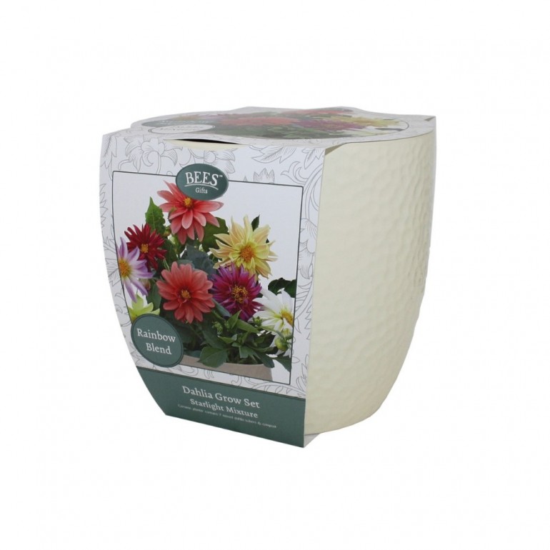 Kit Coltivazione Fiori di Dalia "Starlight", con vaso in ceramica, terriccio e semi