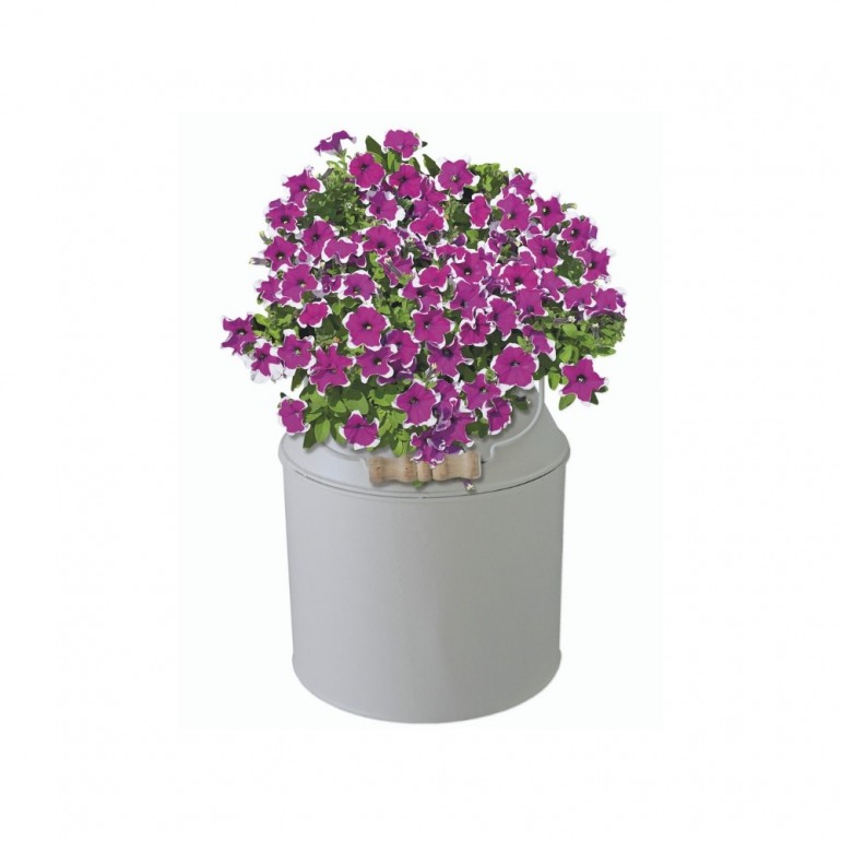 Kit Coltivazione Fiori di Petunia, con vaso in metallo, terriccio e semi