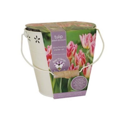 Kit per la coltivazione di Tulipani color pesca tipo ?Blossom?.  Incluso terriccio ed un secchiello in metallo Diametro 18 cm