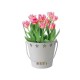 Kit Coltivazione Fiori di Tulipani "Blossom" di colore Pesca, con vaso in metallo, terriccio e bulbi