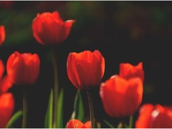 Fiori, Seedball e Kit di Coltivazione